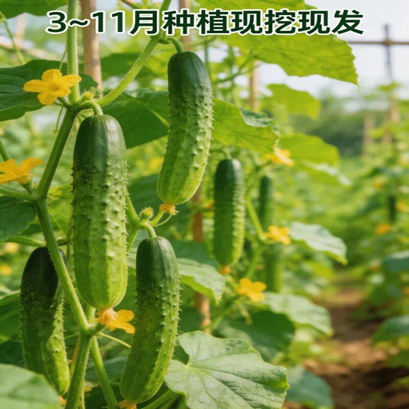水果黄瓜苗秧四季种子阳台番茄秋季蔬菜苗秧苗盆栽南青方小瓜旱瓜