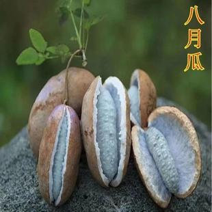 果野生八月瓜种子紫果八月瓜树种子庭院爬藤植物食用水八月炸种子