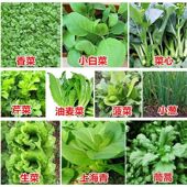 蔬菜种子香菜番茄辣椒菠菜黄瓜青菜生菜萝卜白菜园艺用品四季 播种