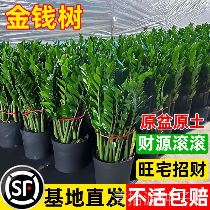 金钱树盆栽室内客厅办公室招财树钱串子大型好养花卉绿植物发财树