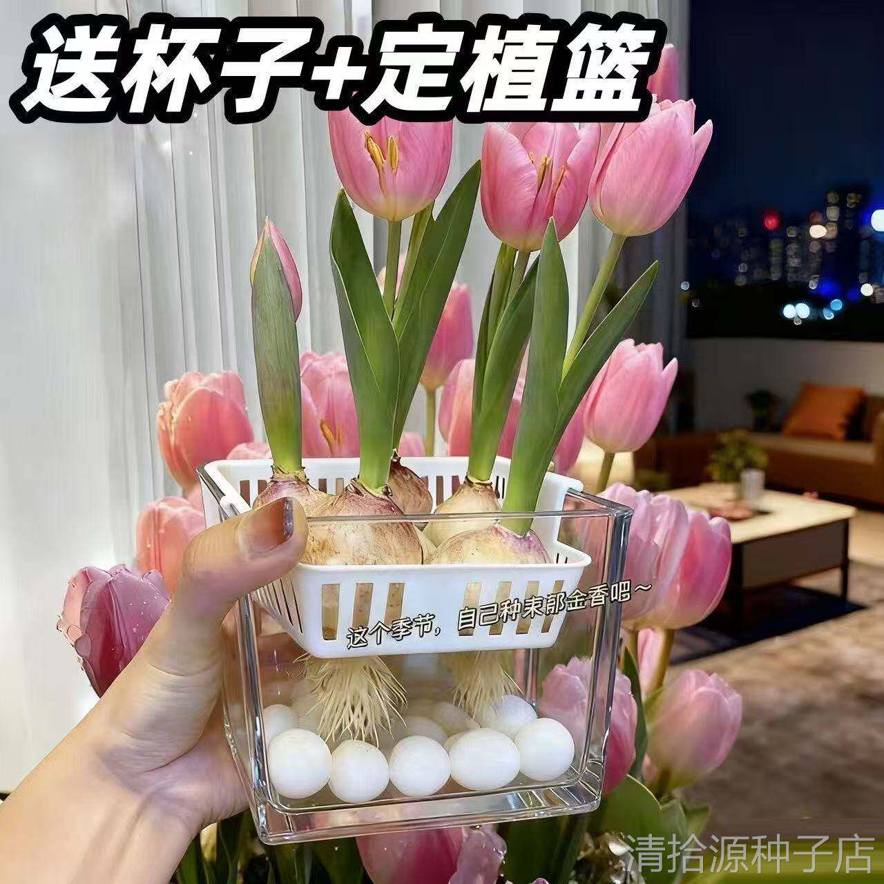 郁金香种球水培植物荷兰进口5度球桌面植物花卉种子阳台耐寒好养