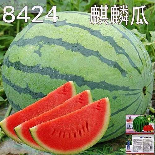 8424麒麟西瓜子无籽特大高种产巨型甜王南方四季蔬菜水果种子