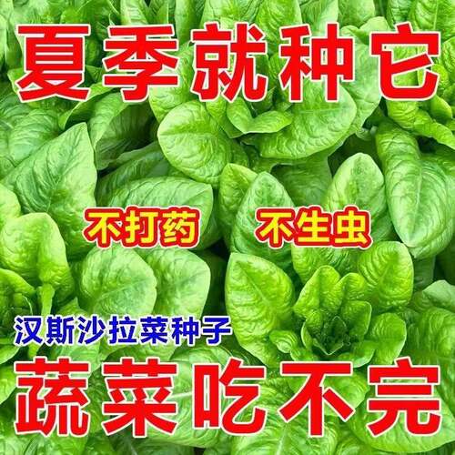 【新种上市】正品正宗沙拉菜种子汉斯沙拉菜夏秋播懒人菜种子
