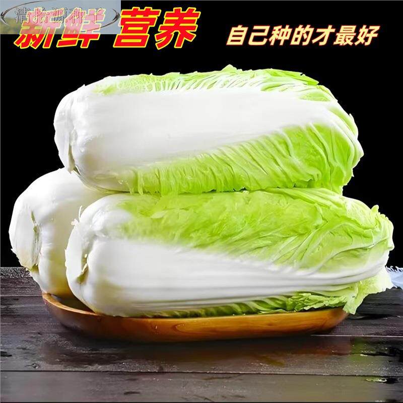 黄心大白菜苗西兰花娃娃菜土壤秧苗甘蓝莴笋种子耐寒秋冬早熟蔬菜