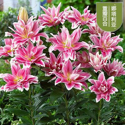 四季绿植盆栽百合种子秋夏开花球根花卉香水发百合花苗带芽发货