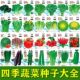 蔬菜种子园艺四季 香葱大叶香菜播阳台盆栽种植辣椒番茄秋种籽大全