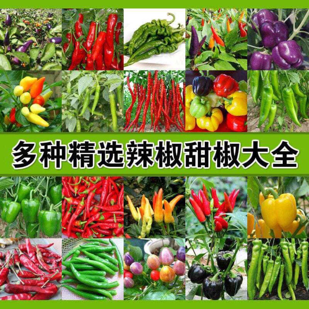 辣椒种子四季朝天椒螺丝椒薄皮青椒线椒种子产庭院盆栽高蔬菜种籽