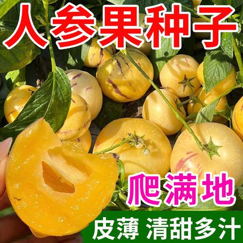5包 百香果人参果种子籽肉厚清香果花奶香黄肉盆栽有机肥种菜种子