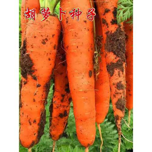 红胡萝卜种子高产农家甜樱桃水果萝卜种籽夏秋季庭院土壤种植蔬菜