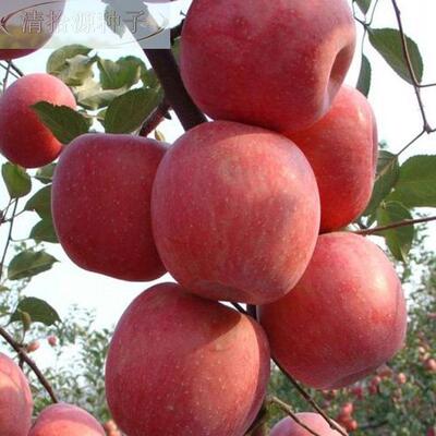 优选柱状苹果果树种子约2 0粒/包 盆栽观赏食用阳台树 健康树