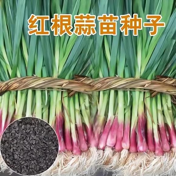 新种宽叶红皮蒜苗四季高产种大蒜种子种籽红根紫皮红皮蒜苗蒜种子