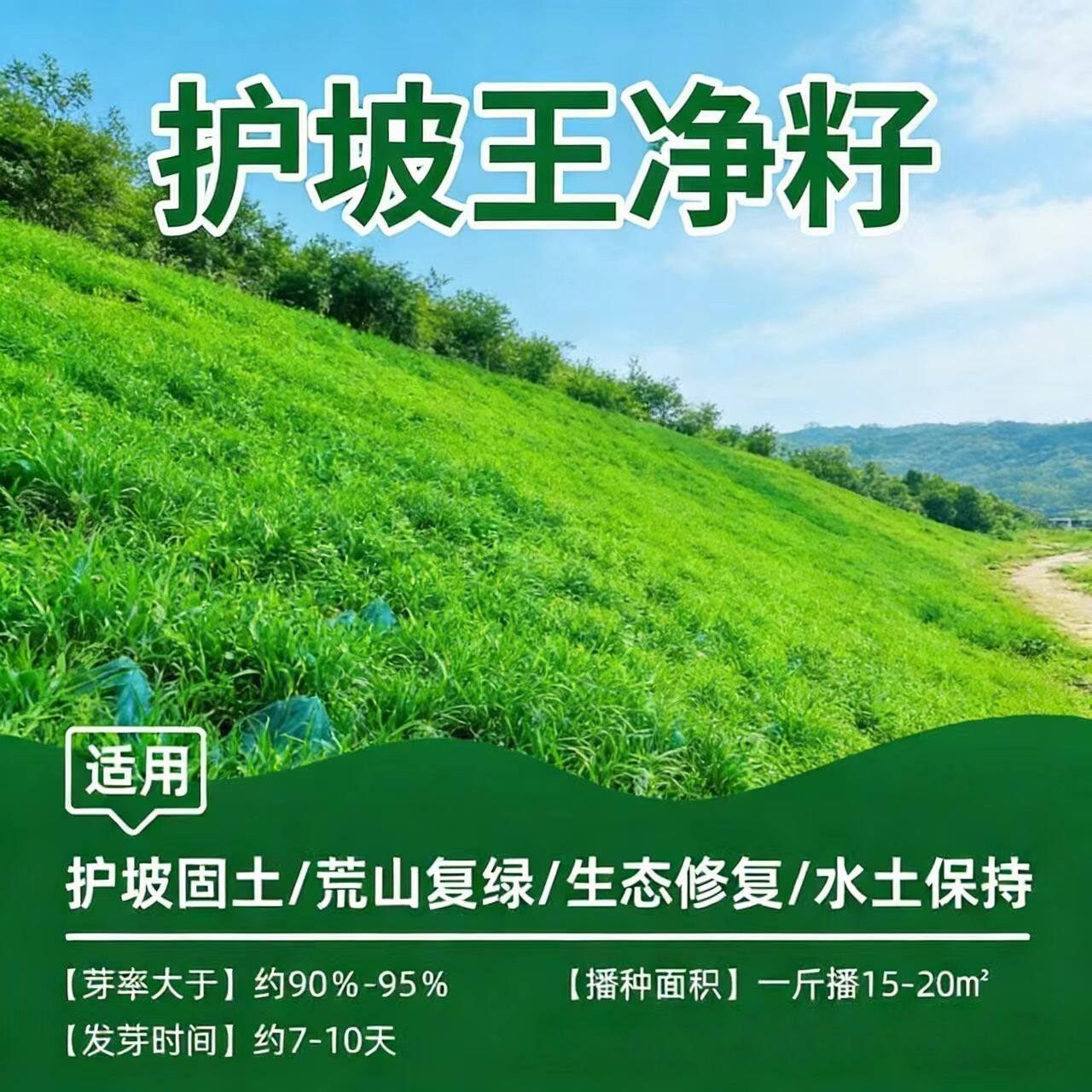 四季青草坪种子高羊茅狗芽根耐旱紫穗槐护坡灌木工程土壤绿化草籽