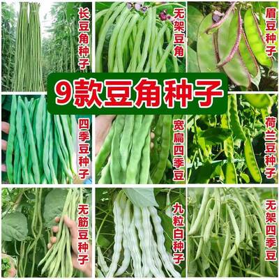 豆角种子大全长豆角豇豆无架豆籽四季产豆扁豆刀豆春秋高蔬菜种子