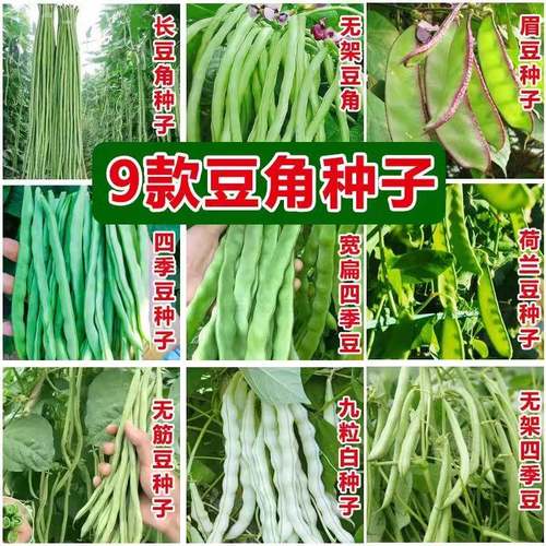 豆角种子大全长豆角豇豆无架豆籽四季产豆扁豆刀豆春秋高蔬菜种子