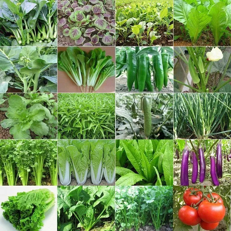 66种开春季春蔬菜子套餐丝瓜黄瓜辣椒HICR蔬EAT豆角玉种米茄子农图片