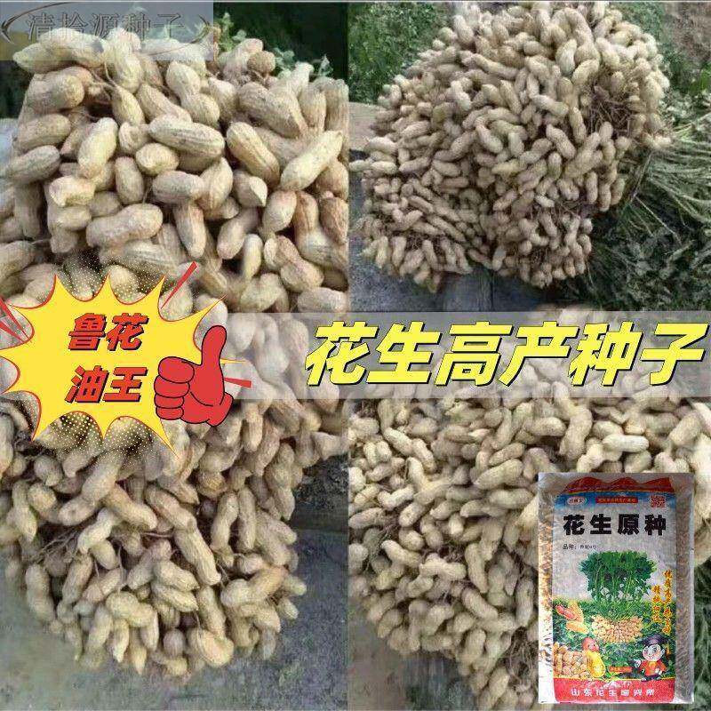优质鲁花王花油生种子带壳花生花生米花生芽抗病抗虫高产粒大