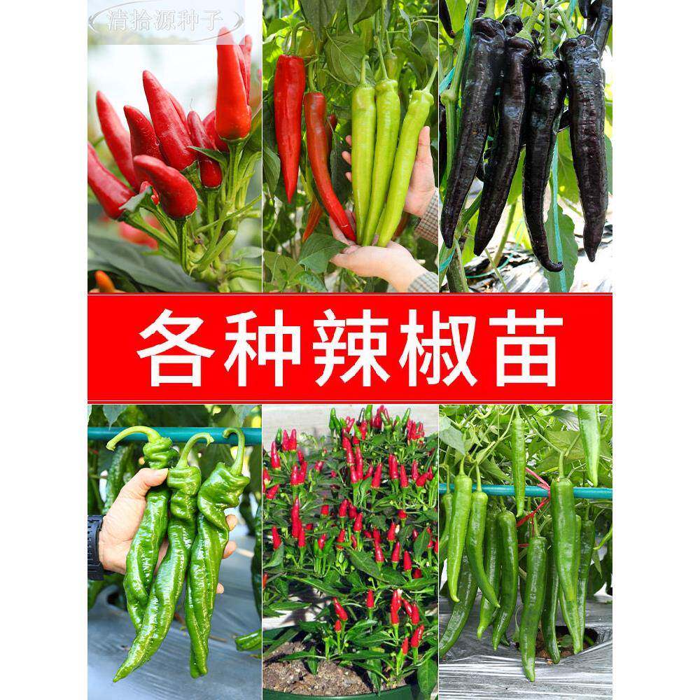 辣椒种秧苗朝天椒土壤种菜苗小蔬米椒小米辣四季菜种籽孑秧苗大全