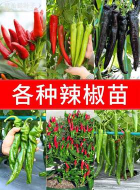 辣椒种秧苗朝天椒土壤种菜苗小蔬米椒小米辣四季菜种籽孑秧苗大全