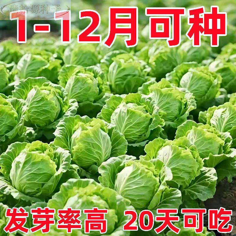 结球生菜种子包卷心生菜种籽阳台庭院土壤盆栽田园蔬菜四季易种籽