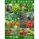 蔬菜种子四季 园艺用品播种萝卜香菜籽生菜葱蒜辣椒白菜种菜籽大全