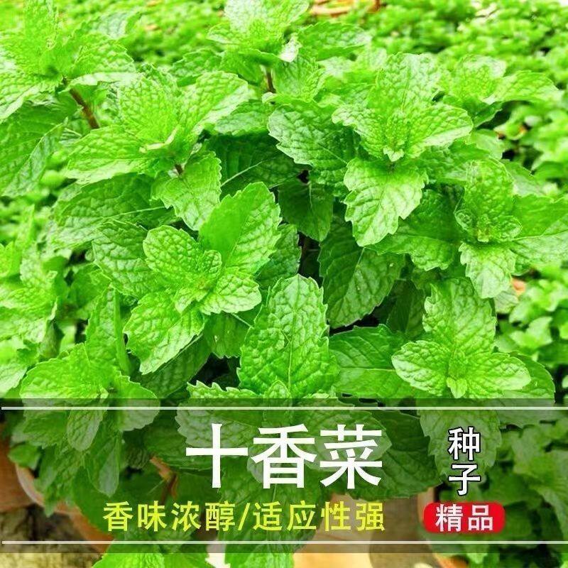 河南十香菜种籽种子食用鱼香草鱼香菜留兰香薄荷盆栽蔬菜种孑四季