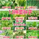 蔬菜种子四季 播盆栽阳台植物庭院黄瓜豆角番茄甜瓜春易种菜籽大全