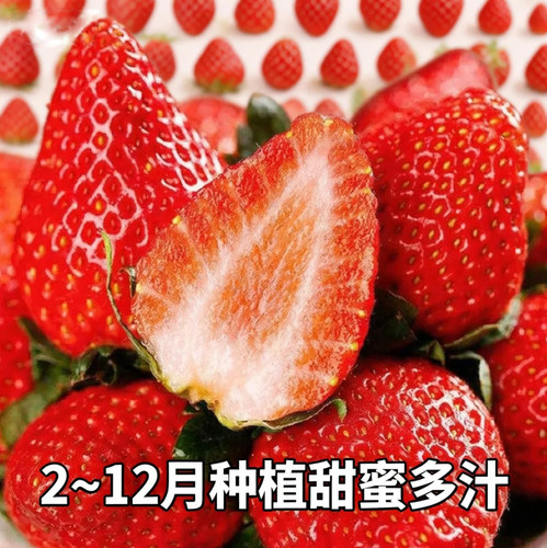 奶油草莓种籽子四季阳台盆栽草莓园艺水果室内种植农家水果草莓种