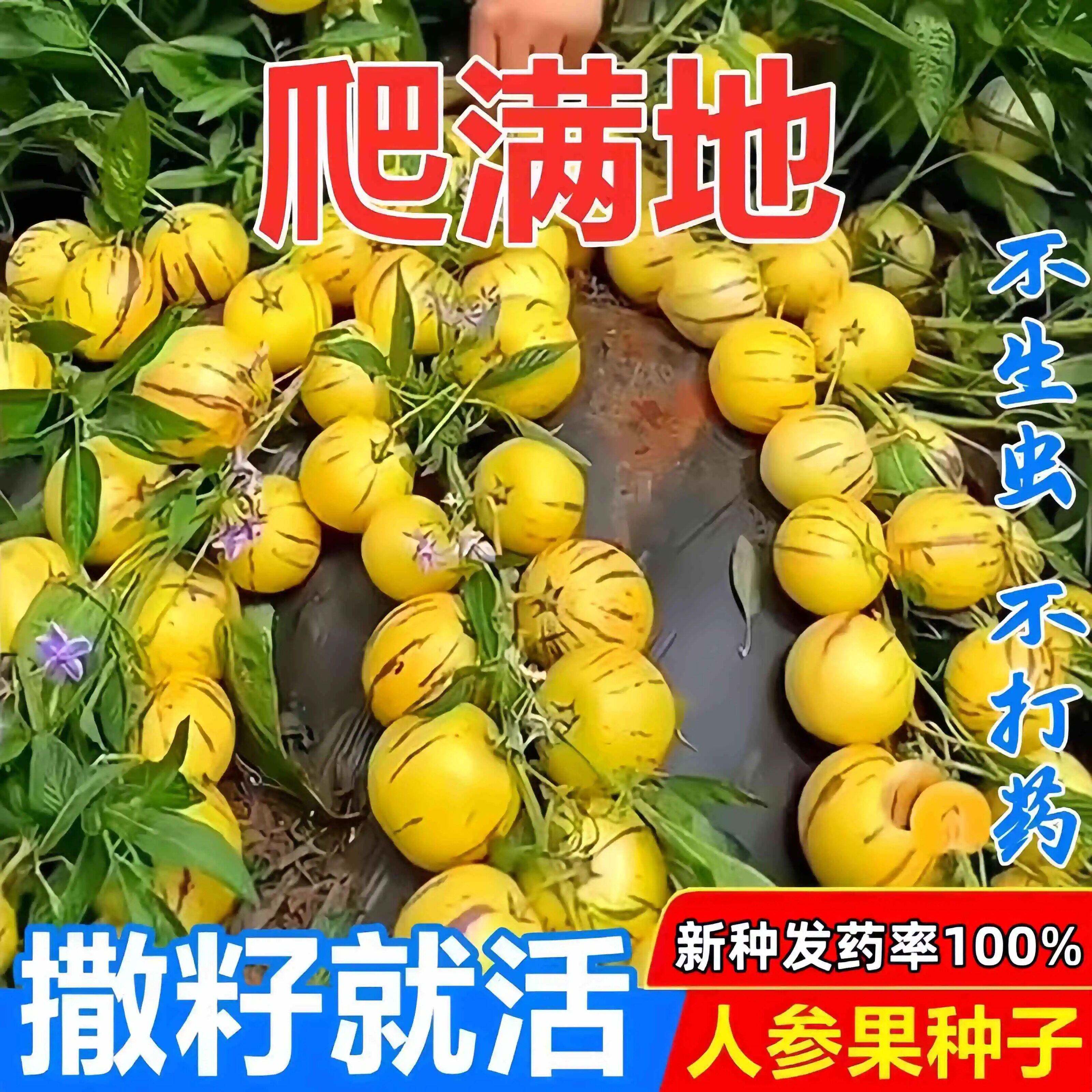 人参果种子籽四季播种高产人生果种苗秧阳台盆栽圆果种子水果种孑