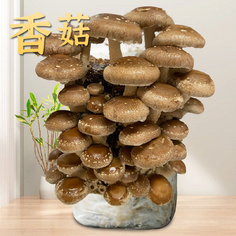 香菇菌包袋装蘑菇种植包营养土菌盆栽家庭种食用家庭新鲜平菇菌棒