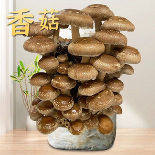 香菇菌包袋装蘑菇种植包营养土菌盆栽家庭种食用家庭新鲜平菇菌棒