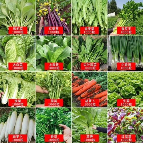 蔬菜种香菜籽四季阳台土壤盆栽生菜番茄萝卜上海青子菠菜种籽大全