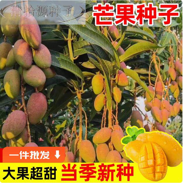 芒果种四种植易活种籽金季煌芒红贵妃庭院阳台盆栽子蔬菜水果种苗