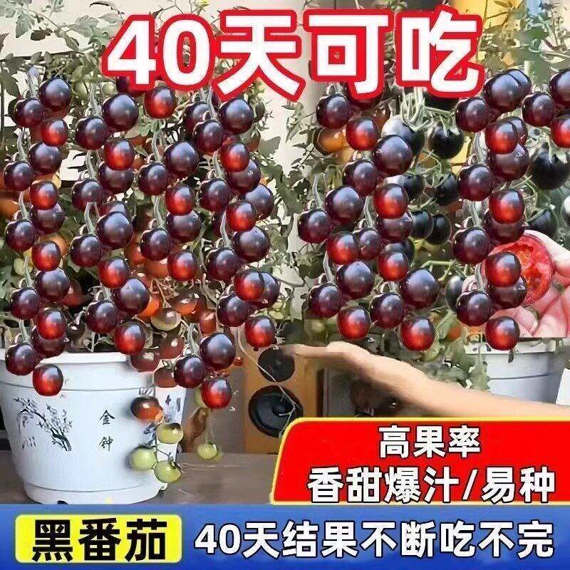 糖水黑珍珠黑番茄种子黑柿子小番茄籽圣女果阳台盆栽西红柿蔬菜籽