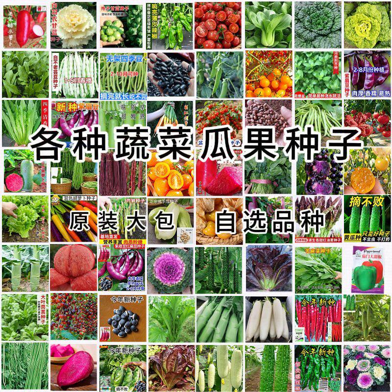 蔬辣菜种子四季白菜生小香葱菜播阳台盆栽椒萝卜瓜果秋种籽子大全图片
