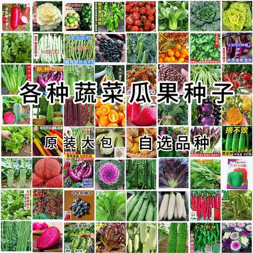 买1送1四季蔬菜种子大全家庭土壤菜园瓜豆角番茄辣椒春夏蔬菜种籽
