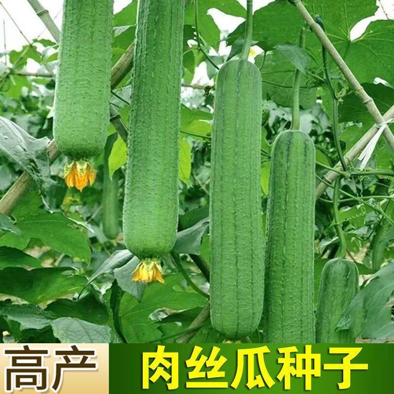 2包 香嫩肉丝瓜种子四季播种八角棱水菜吊瓜阳台土壤盆栽蔬菜种子