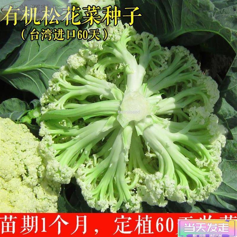 新种松花菜菜花种子散花青白色新种花椰菜高产耐寒耐湿梗花菜种子