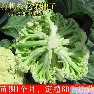 新种松花菜菜花种子散花青白色新种花椰菜高产耐寒耐湿梗花菜种子