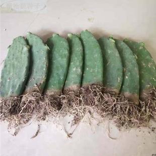 云南野生多梨果仙人掌果苗肉种苗种片老桩食用药用美容嫁接蟹爪兰