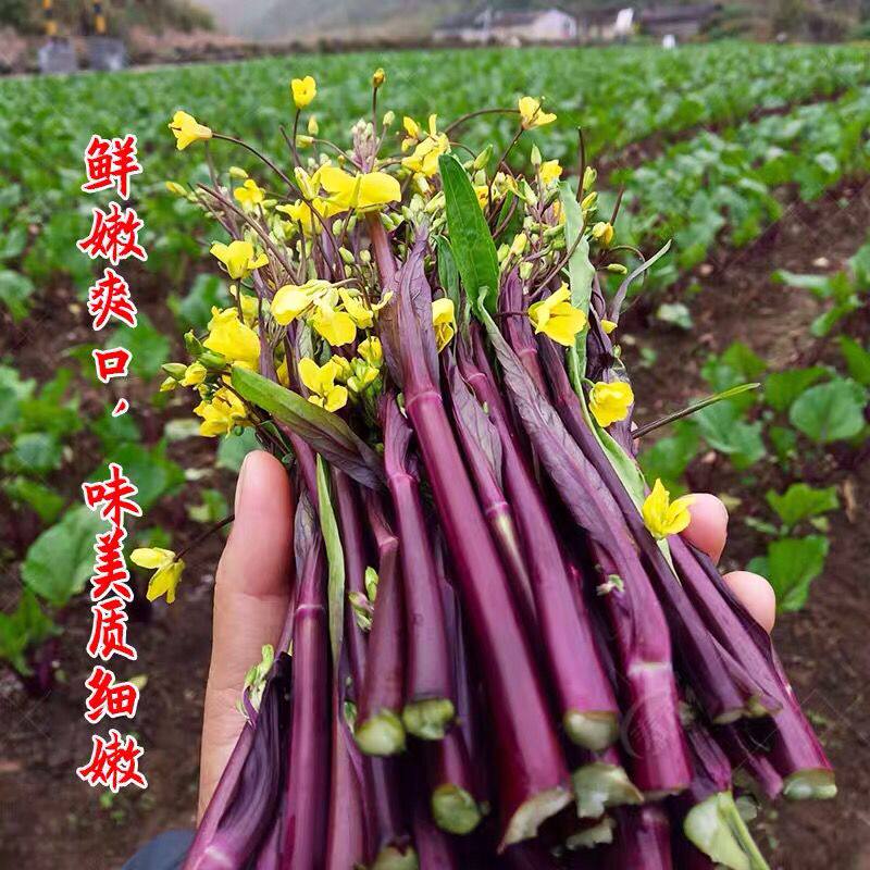 新鲜蔬菜红菜苔种子紫菜苔农家特产红菜心青菜蔬菜红油菜园艺用品