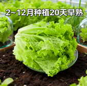 沙拉蔬菜孑菜籽 盆栽莱种春季 四季 玻璃生菜种籽孑阳台园艺种菜四季