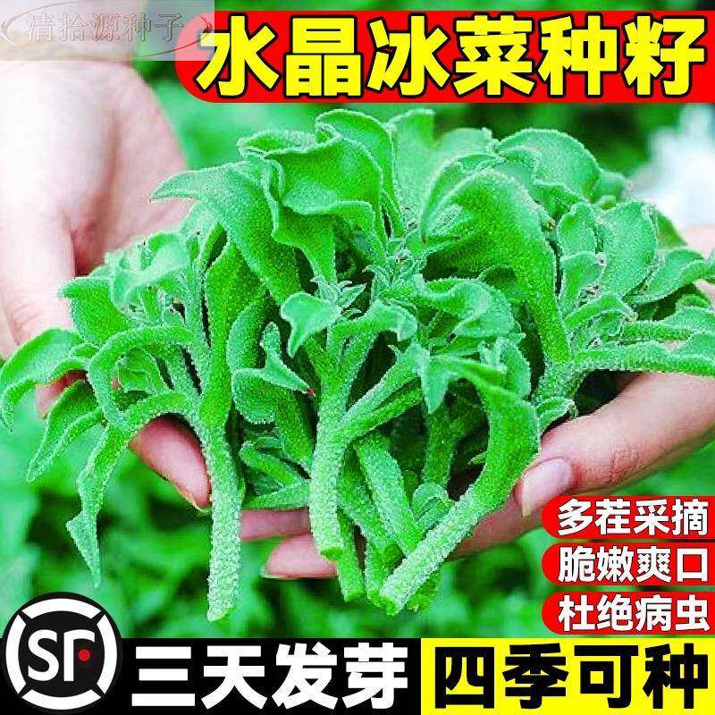四季洲水晶冰菜种子营养高钙非冰草自带冰晶脆甜多汁新鲜蔬菜种子