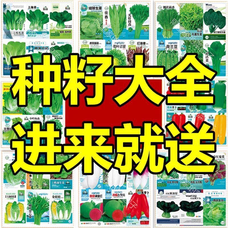 买1送1四季蔬菜种子室内阳台庭院有机肥播种香菜生菜草莓辣椒种子