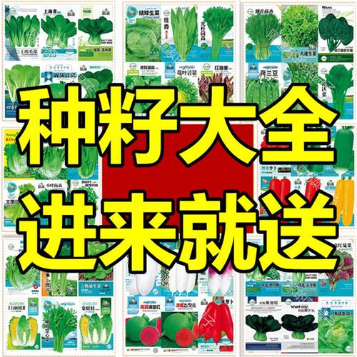 2包 秋冬季蔬菜种子大全四季园艺用品盆栽菠菜香菜白菜荠菜生菜种