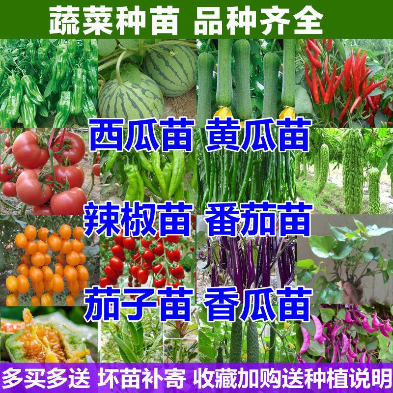 春播各种蔬苗秧苗大全四季西红柿辣椒番茄子黄瓜苗南菜方种籽种子