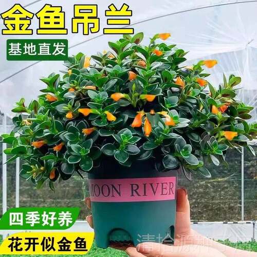新品金鱼吊兰盆栽带花苞室内阳台秋冬好养活四季耐寒开花卉绿植物
