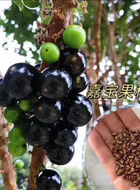 【嘉宝种小子】四季播种阳台盆栽院种植高产水果沙巴嘉宝果种果子