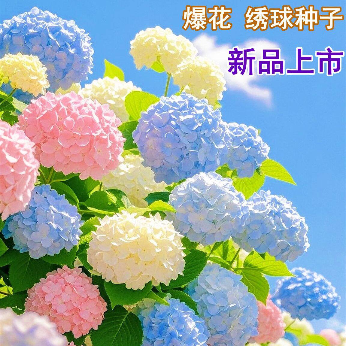 绣球花种子绣球花籽四季播种开花多年生花籽土壤种植庭院易活室外