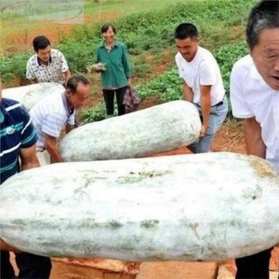 巨型粉皮冬瓜种子特大冬瓜农家土冬种籽巨大号大田庭院蔬菜种瓜子