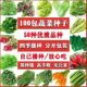 100种开春季 豆春蔬菜子茄套餐丝瓜黄瓜辣椒HICREAT角蔬玉种米子农